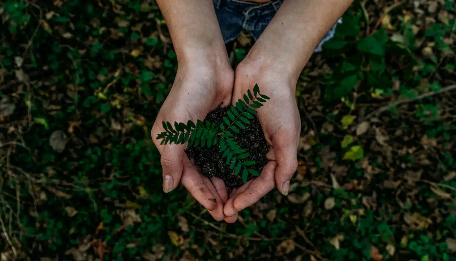 une plante le creux des mains